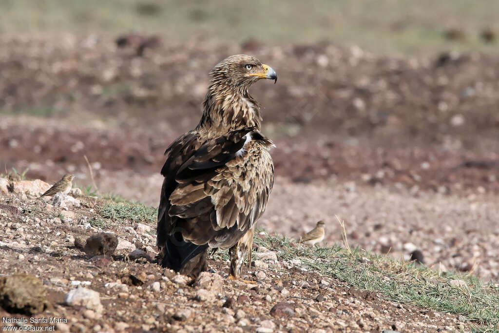 Aigle ravisseuradulte, identification, pigmentation