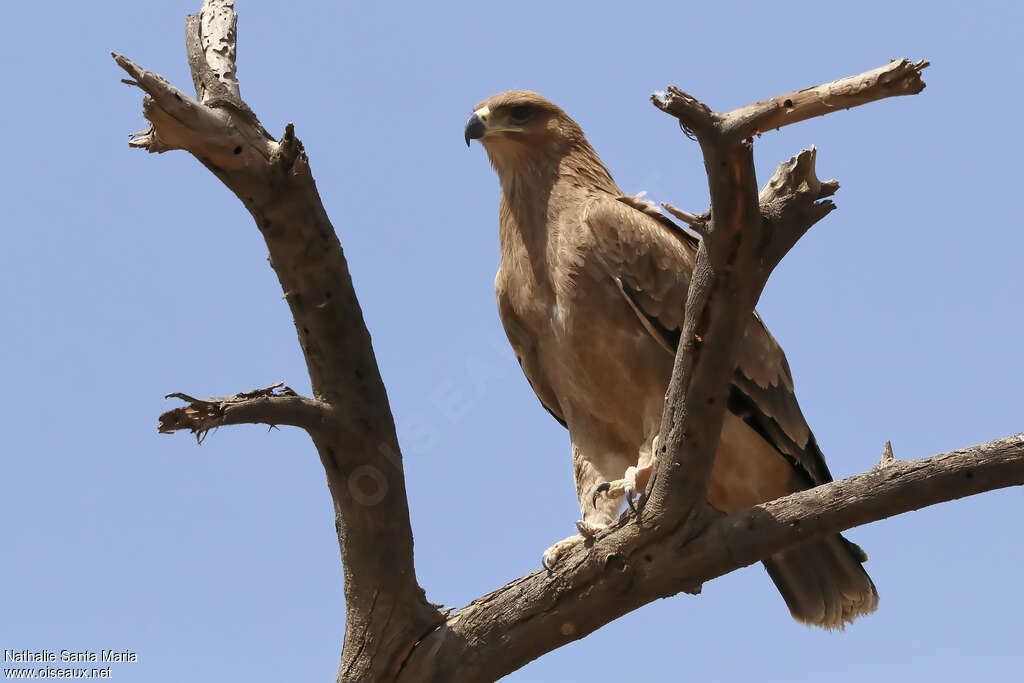 Aigle ravisseurimmature, identification