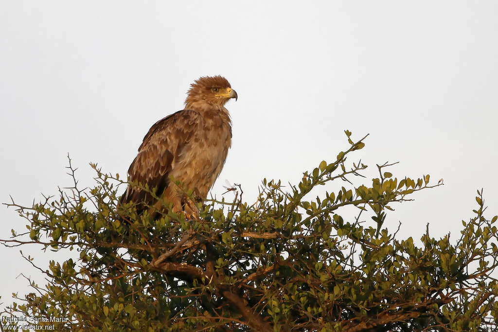 Tawny Eagleadult, habitat