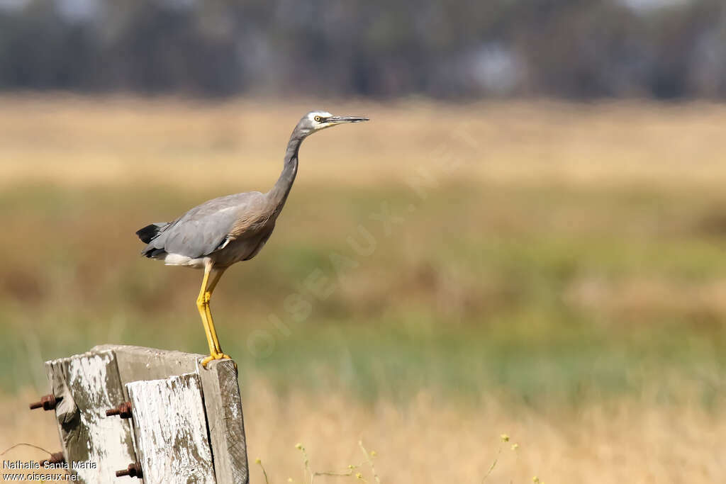 White-faced Heronadult, identification