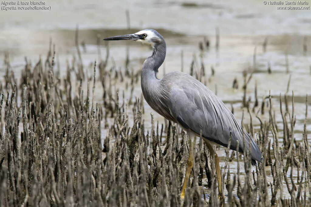 White-faced Heronadult, identification, walking