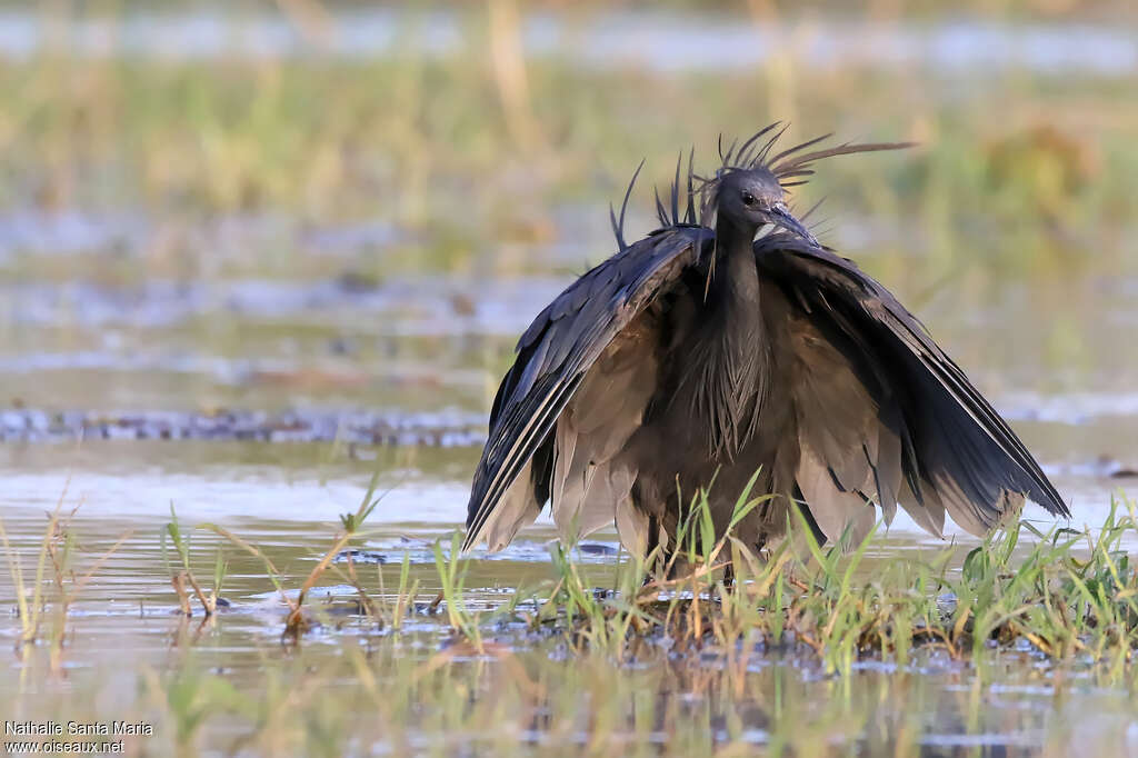 Black Heronadult, identification, fishing/hunting