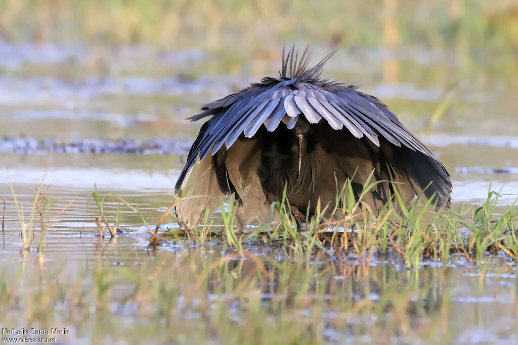 Black Heronadult, identification, fishing/hunting