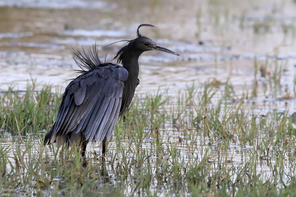 Black Heronadult, identification