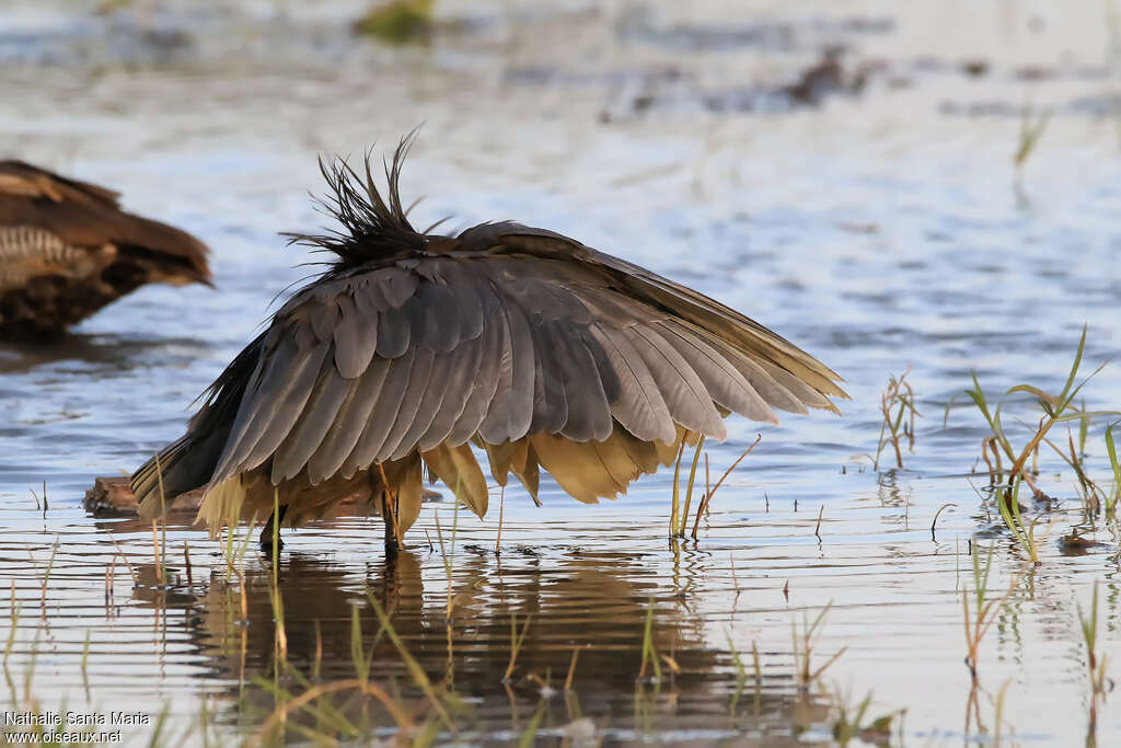 Black Heronadult, identification, fishing/hunting