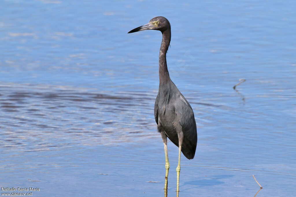 Little Blue Heronadult post breeding, identification