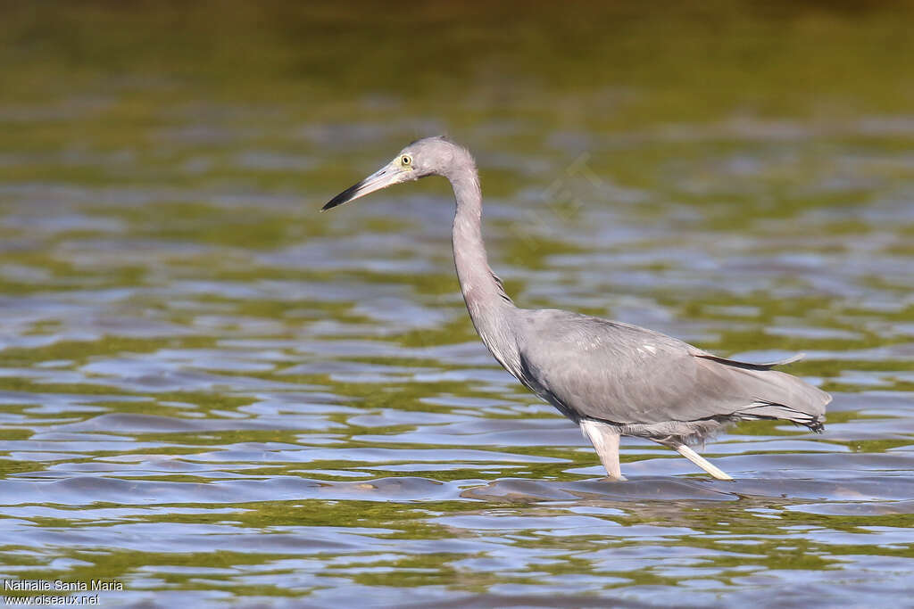 Little Blue Heronadult post breeding, identification, walking
