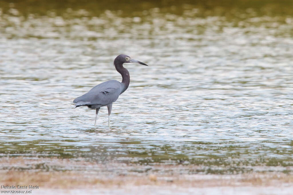 Little Blue Heronadult post breeding, identification