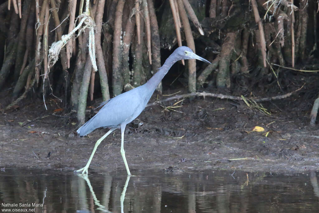 Little Blue Heronadult post breeding, habitat, walking