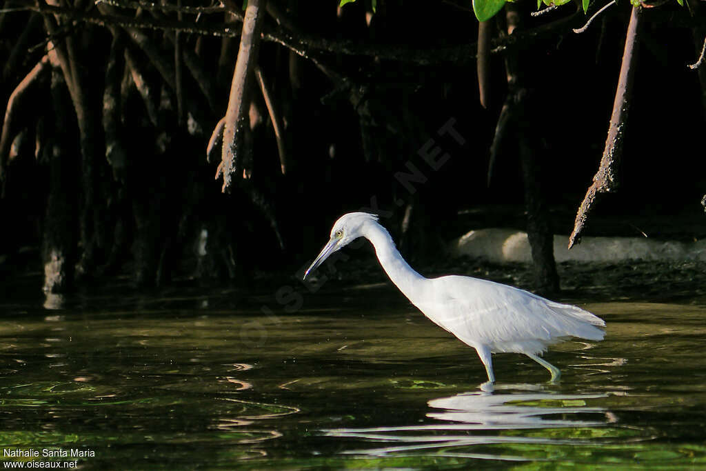 Little Blue Heronjuvenile, identification, pigmentation, walking, fishing/hunting