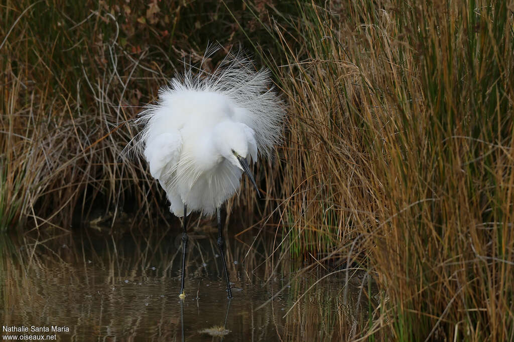 Little Egretadult post breeding, habitat, Behaviour