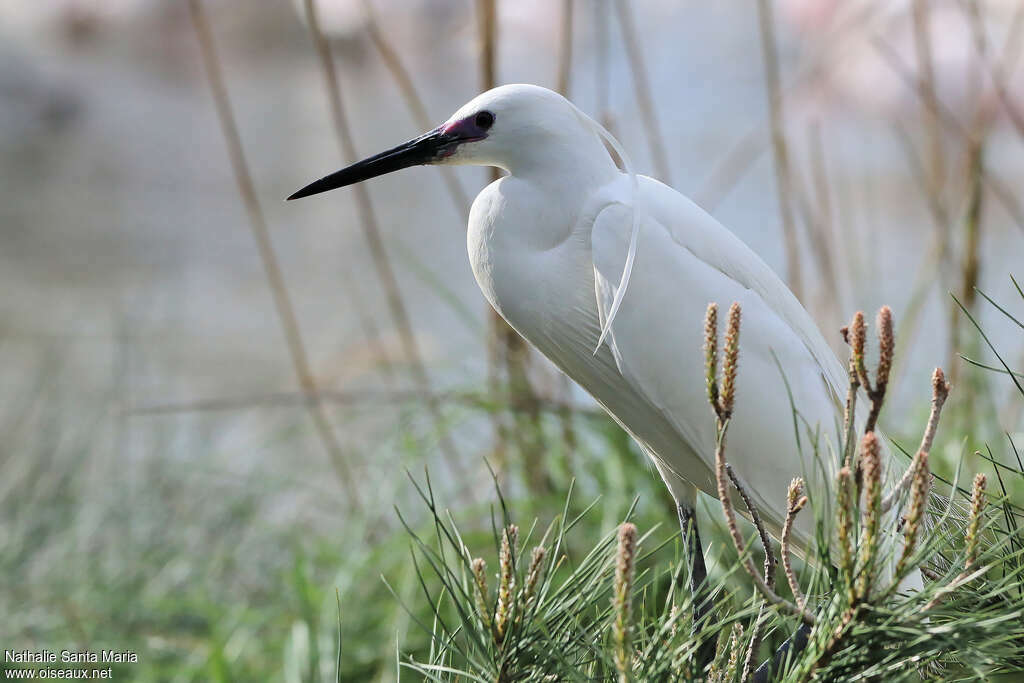 Little Egretadult breeding, identification