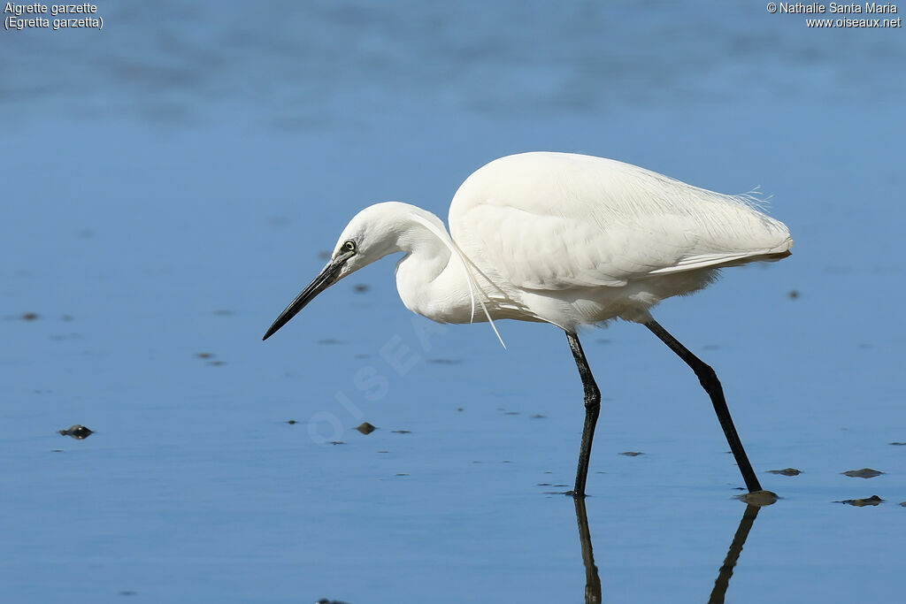 Little Egretadult breeding, identification, walking, fishing/hunting