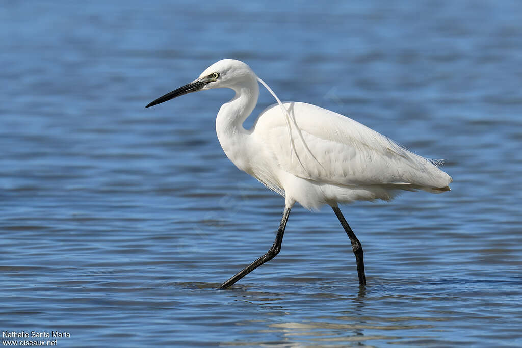 Aigrette garzetteadulte nuptial, identification, marche