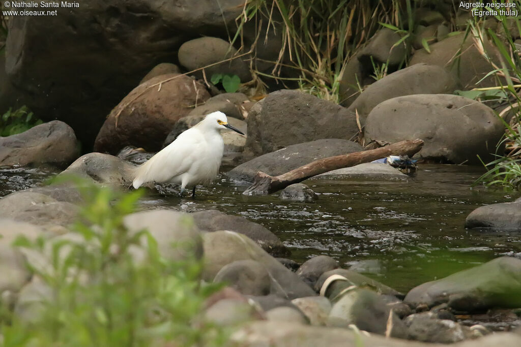 Aigrette neigeuseadulte, habitat, pêche/chasse
