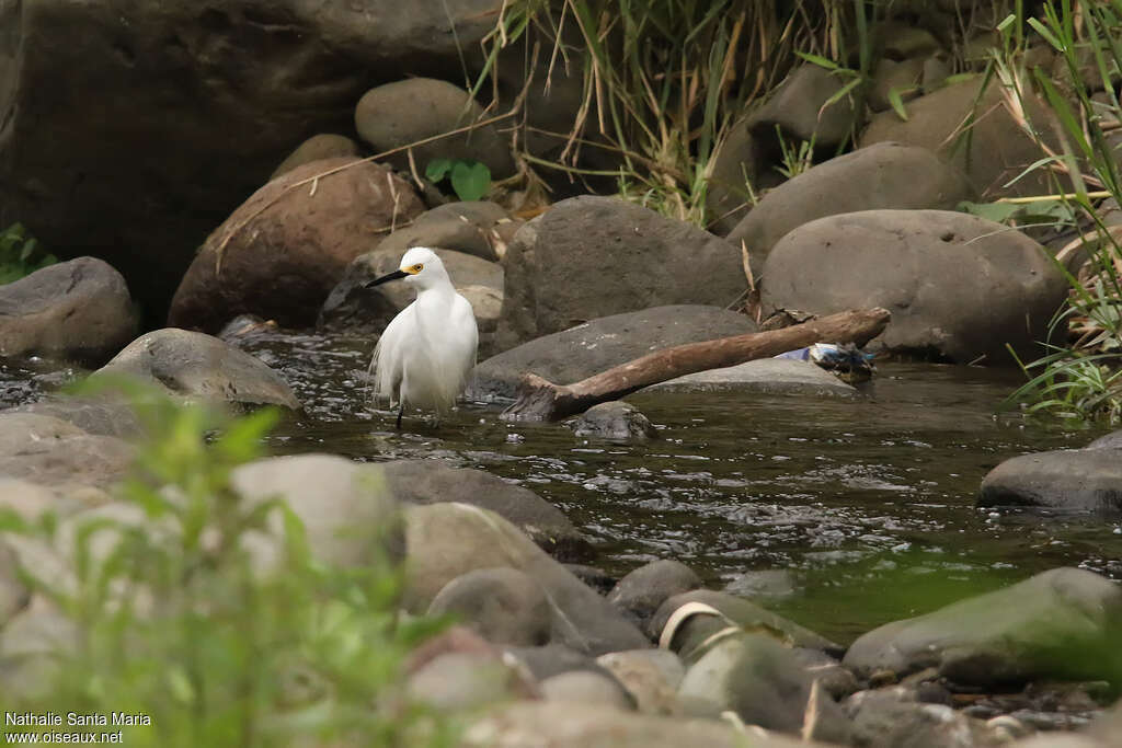 Aigrette neigeuseadulte, habitat, pêche/chasse