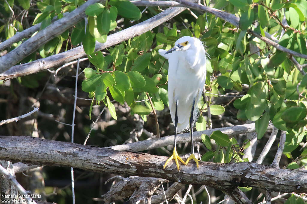 Aigrette neigeuseadulte, habitat