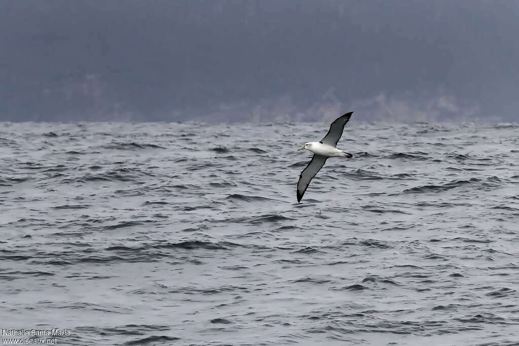 Albatros à cape blancheadulte, habitat, Vol