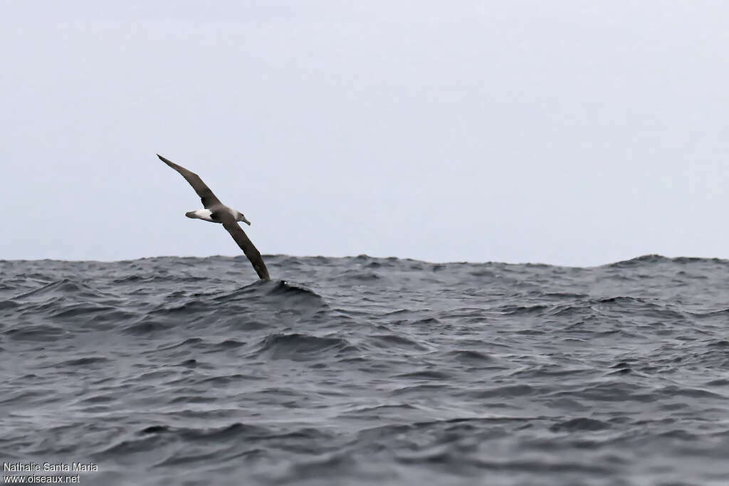 Albatros à cape blancheimmature, habitat, Vol