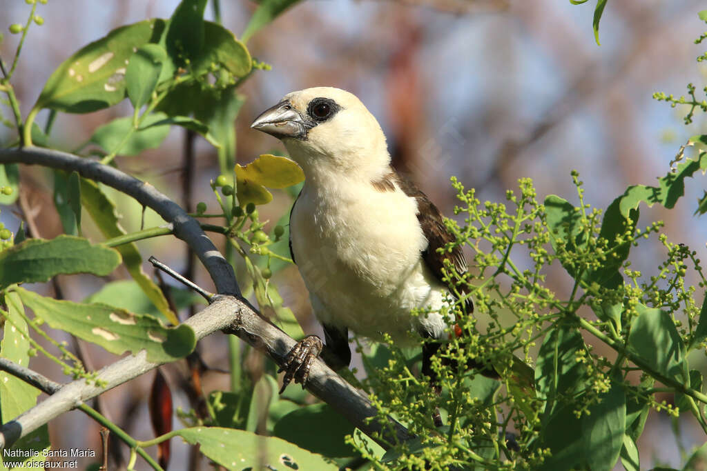 White-headed Buffalo Weaveradult, close-up portrait