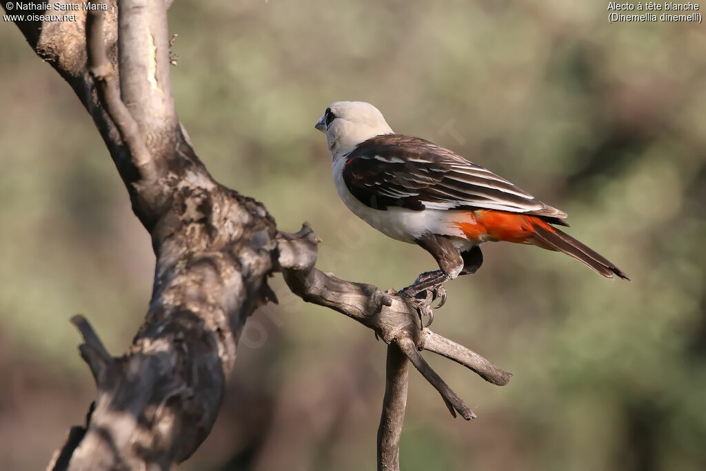 White-headed Buffalo Weaveradult, identification, aspect
