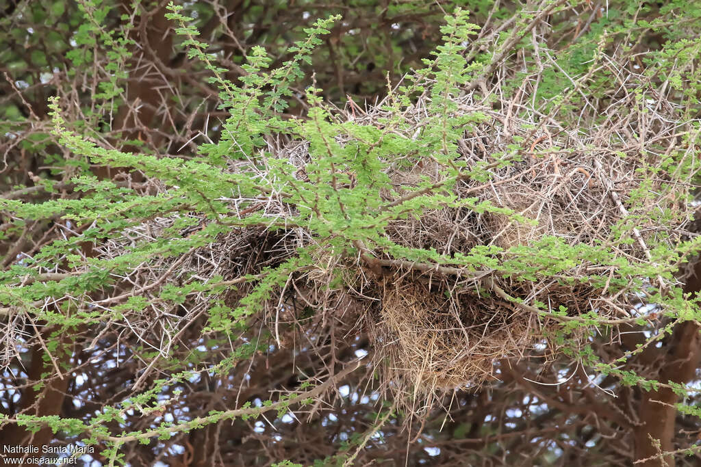 White-headed Buffalo Weaver, habitat, Reproduction-nesting, colonial reprod.