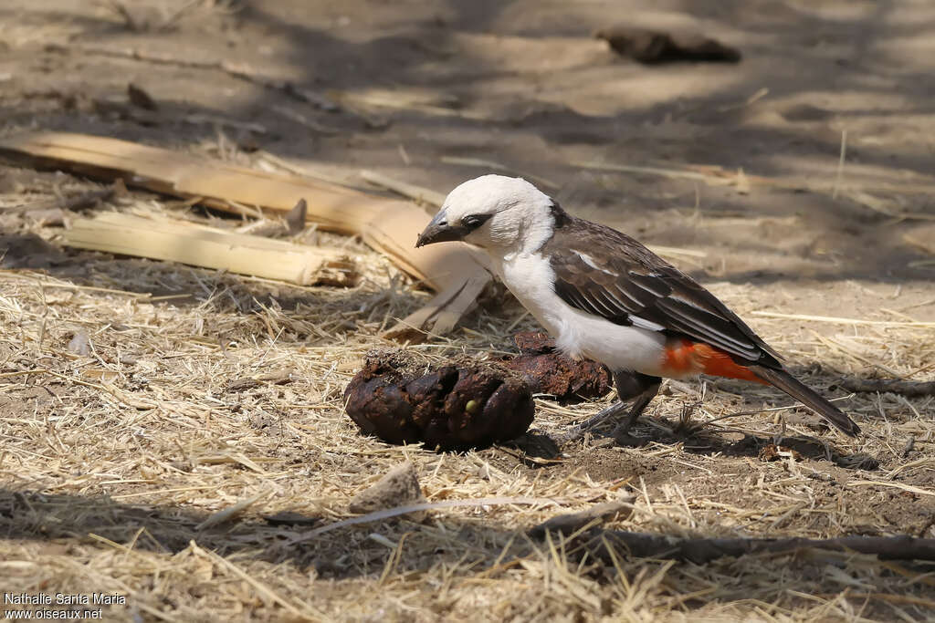 White-headed Buffalo Weaveradult, identification, eats, clues