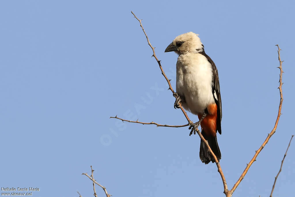 White-headed Buffalo Weaveradult, identification