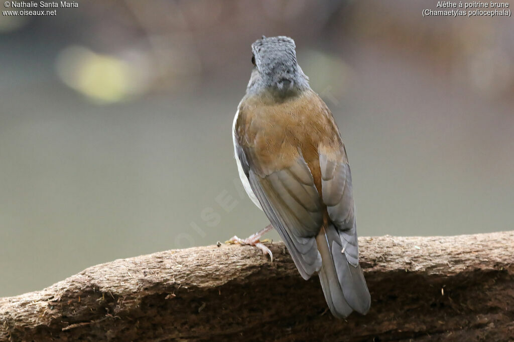 Brown-chested Aletheadult, identification, aspect