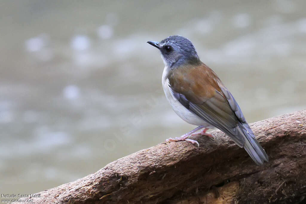 Brown-chested Aletheadult, identification