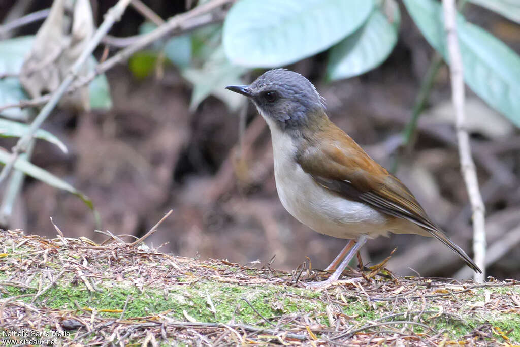 Brown-chested Aletheadult, identification