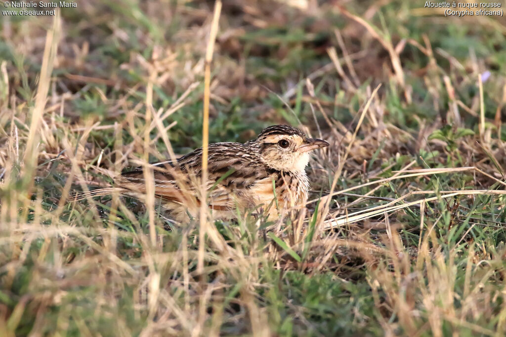 Rufous-naped Larkadult, habitat, camouflage