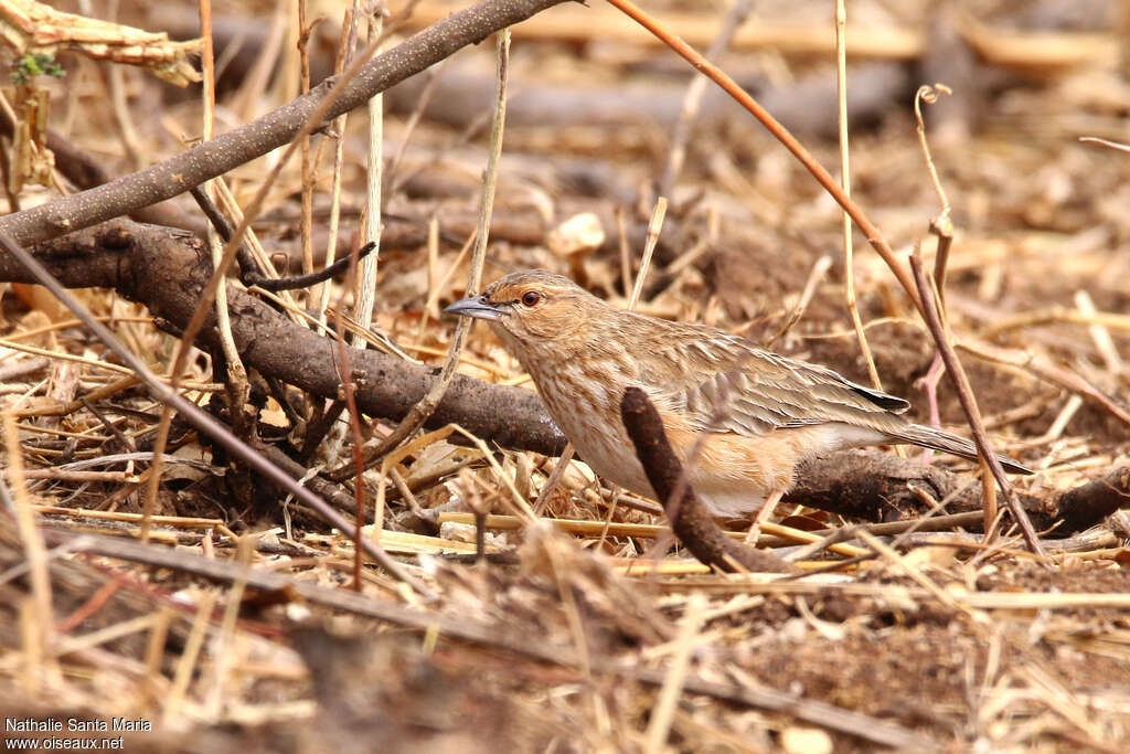 Pink-breasted Larkadult, identification, camouflage, walking, Behaviour