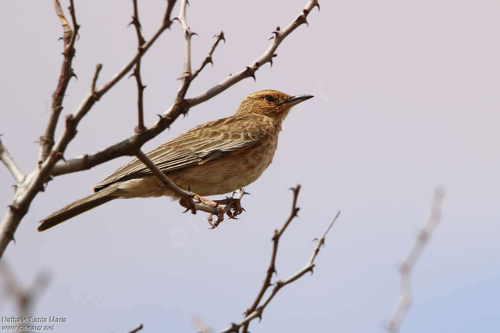 Pink-breasted Larkadult, habitat