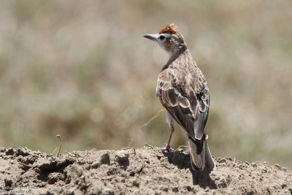 Red-capped Larkadult, identification