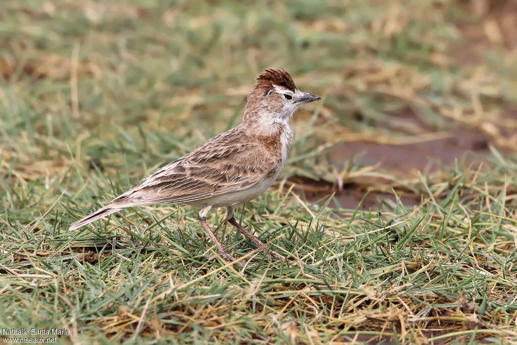Red-capped Larkadult, identification, walking