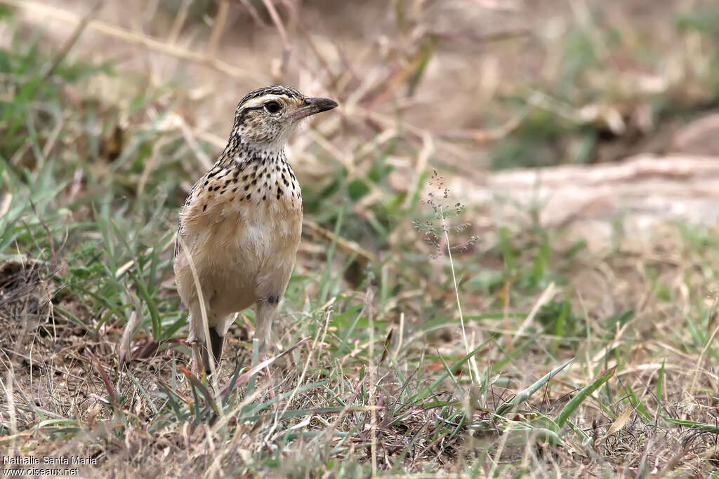 Sentinel Larkadult, identification