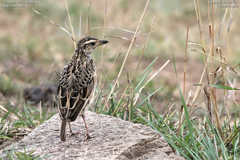 Sentinel Larkadult, habitat, aspect