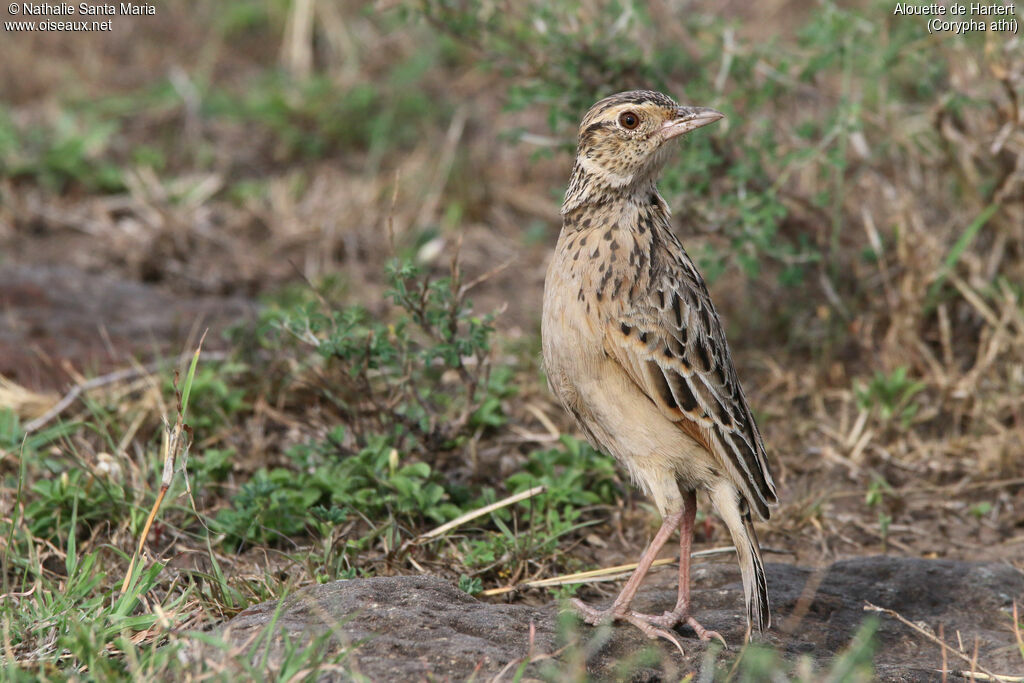 Sentinel Larkadult, identification