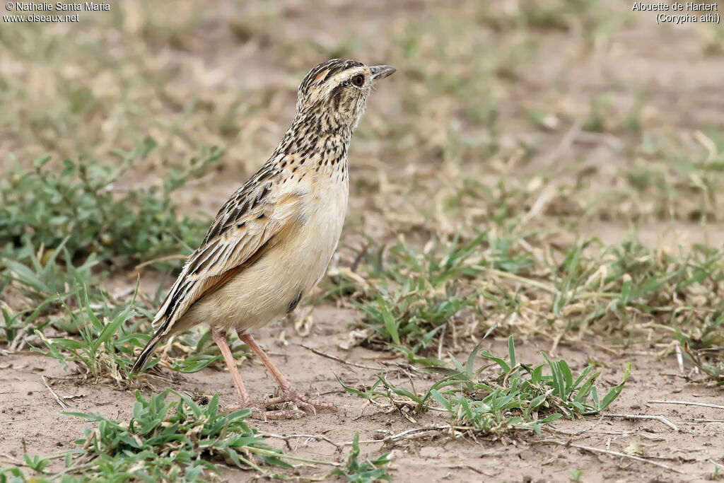 Sentinel Larkadult, identification