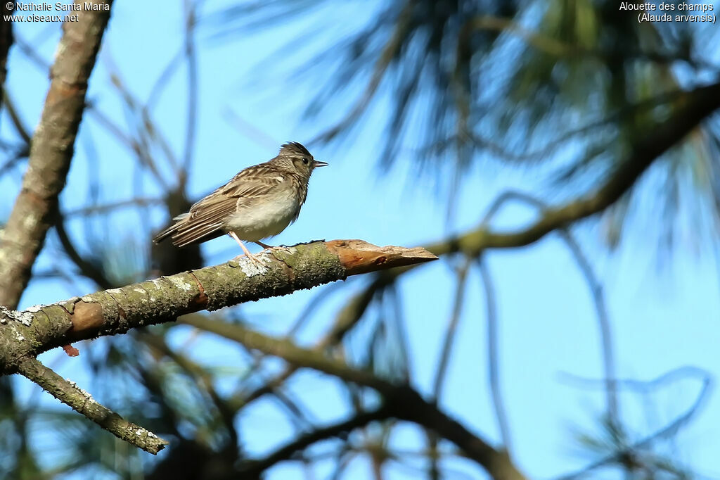 Eurasian Skylarkjuvenile, habitat