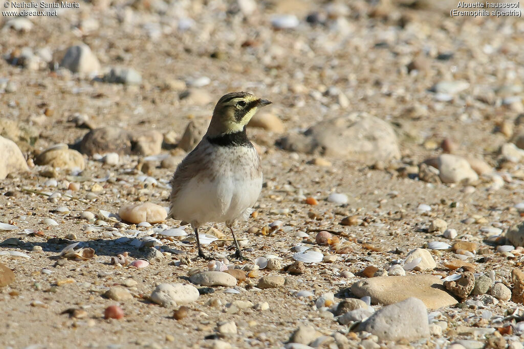 Alouette haussecoladulte, identification