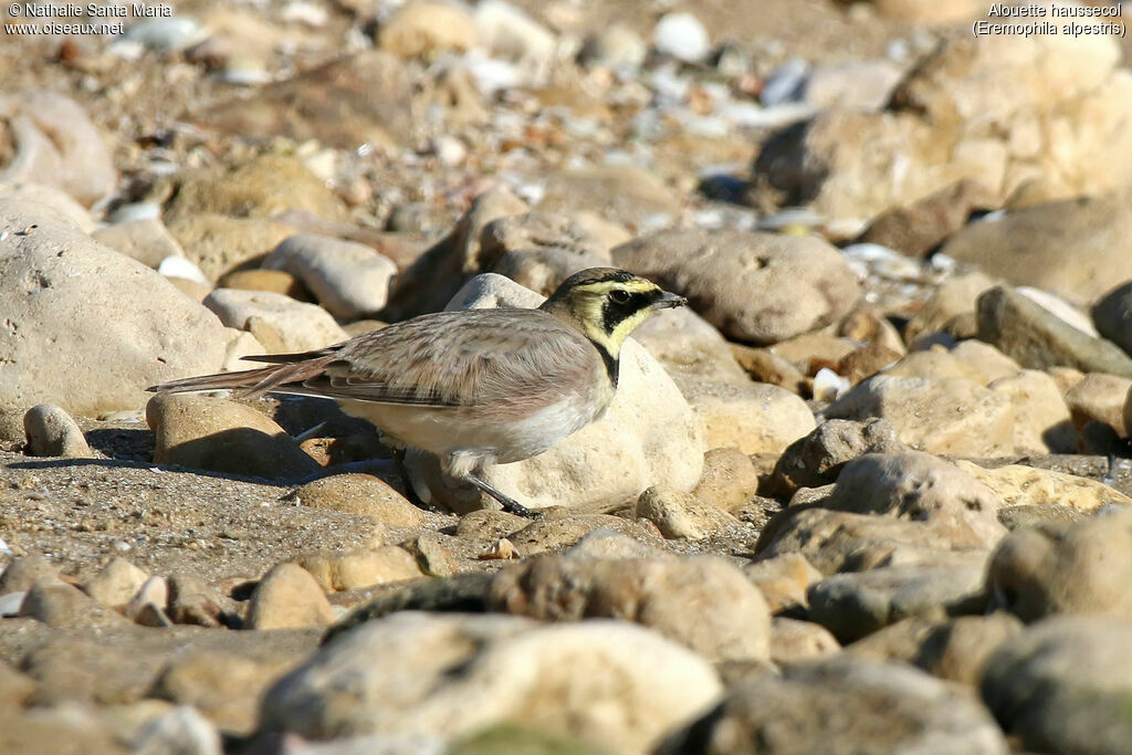 Alouette haussecoladulte, habitat, marche
