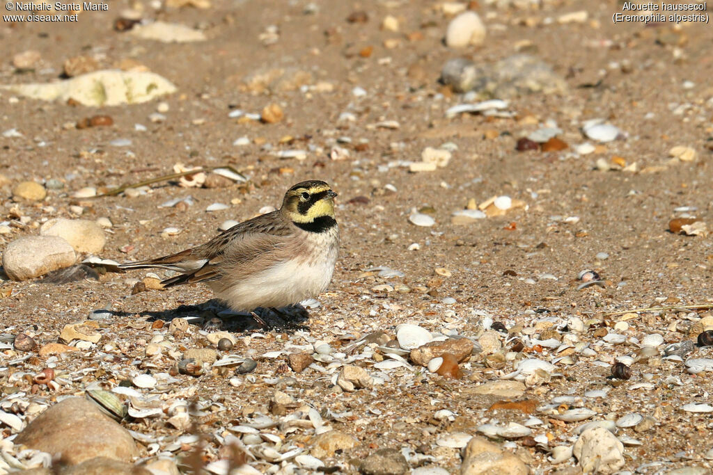 Horned Larkadult, habitat