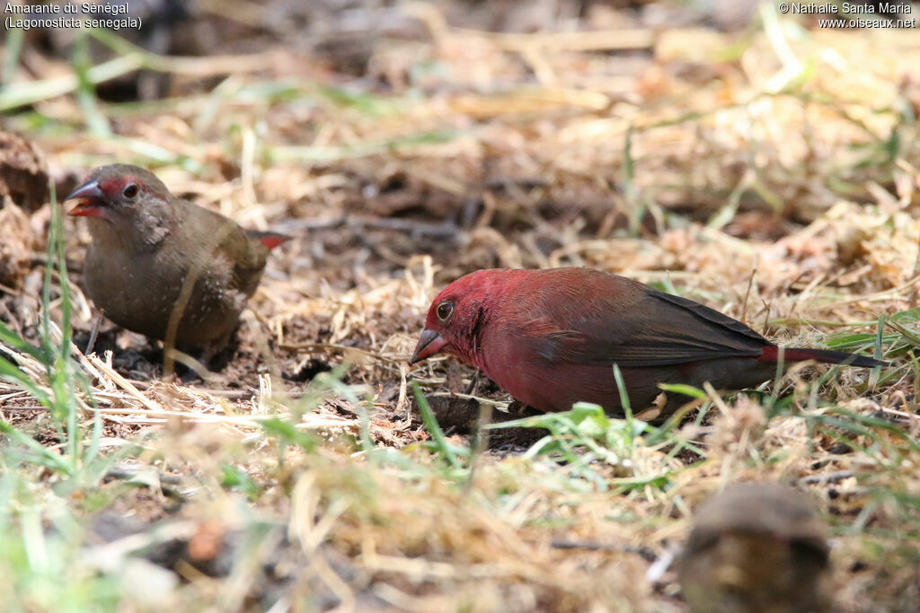 Red-billed Firefinch male adult, identification, eats