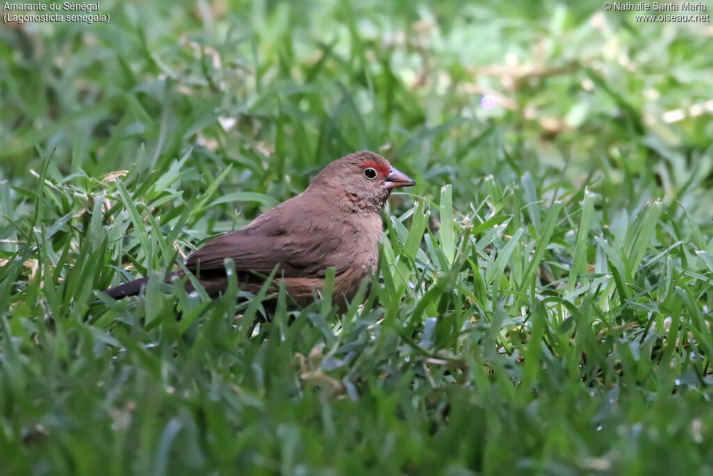 Red-billed Firefinch female adult, identification