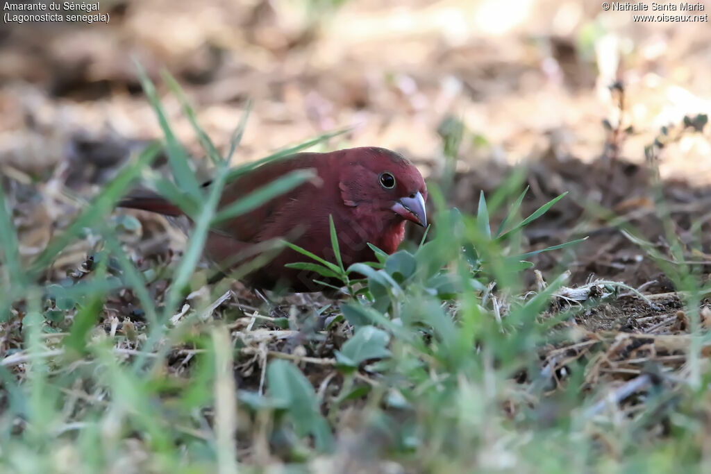 Red-billed Firefinch male adult, identification, eats