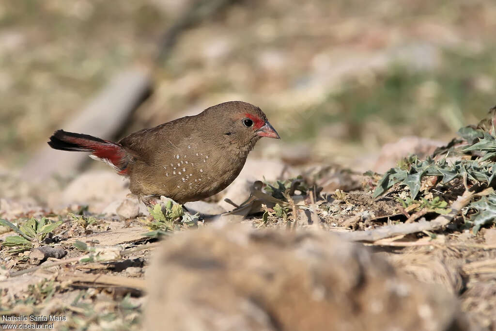 Red-billed Firefinch female adult breeding, identification