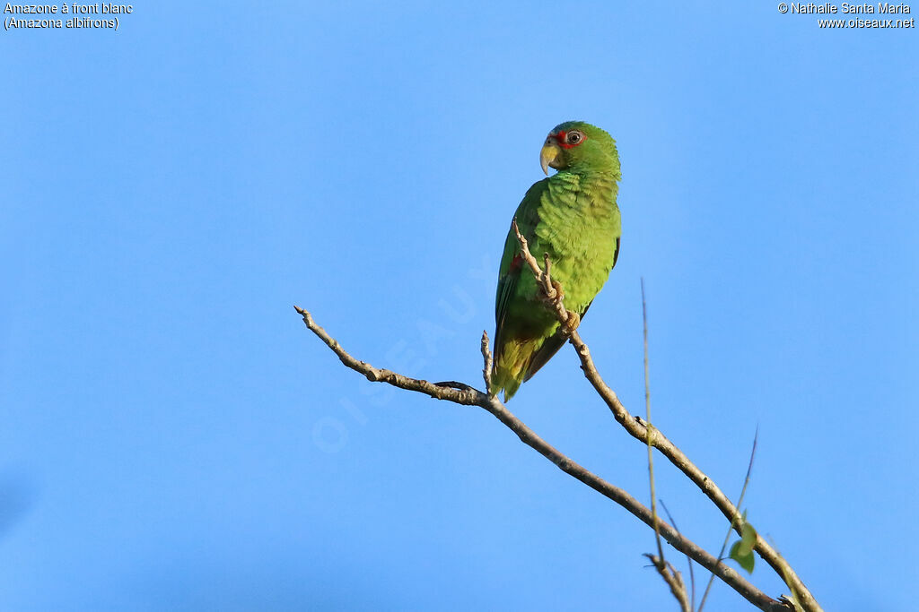 White-fronted Amazonadult, identification