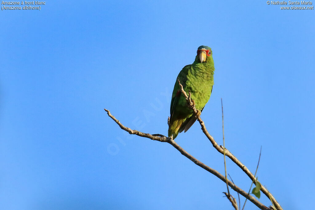 White-fronted Amazonadult, identification